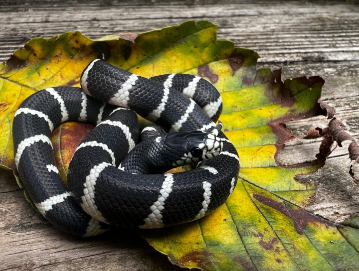 Cerbat Mountains California Kingsnake